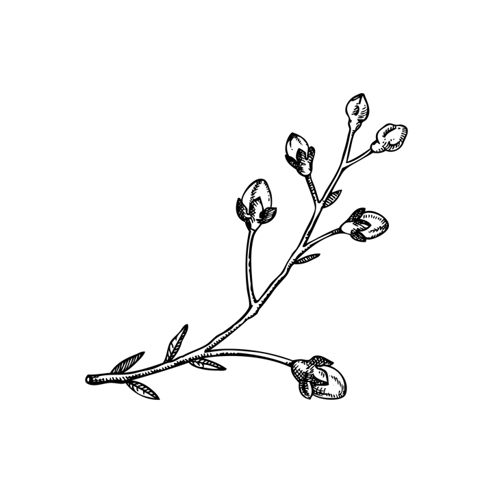 Sakura flower sketch. Cherry blossom vector illustration. Blooming tree branch drawing. Hand-drawn spring design element. NOT AI generated